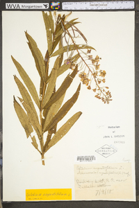 Chamaenerion angustifolium subsp. circumvagum image