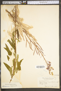 Chamaenerion angustifolium subsp. circumvagum image