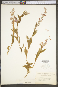 Chamaenerion angustifolium subsp. circumvagum image