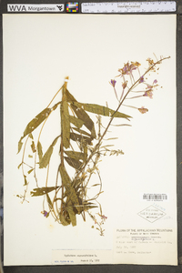 Chamaenerion angustifolium subsp. circumvagum image