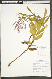 Chamaenerion angustifolium subsp. angustifolium image