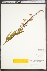 Chamaenerion angustifolium subsp. circumvagum image