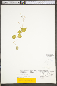 Circaea alpina subsp. alpina image