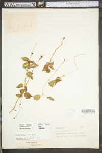 Circaea alpina subsp. alpina image