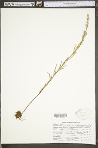 Epilobium leptophyllum image