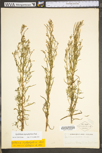 Epilobium leptophyllum image