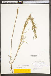 Epilobium leptophyllum image