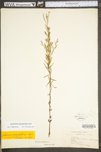 Epilobium leptophyllum image