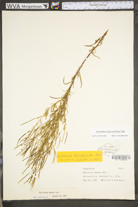 Epilobium leptophyllum image