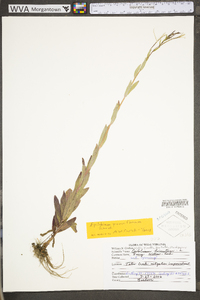 Epilobium hirsutum image