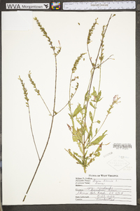 Oenothera gaura image