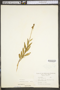 Oenothera gaura image