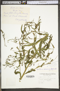 Ludwigia decurrens image