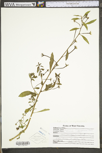 Ludwigia grandiflora image