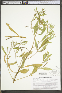 Ludwigia leptocarpa image