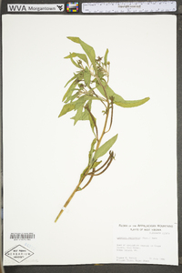 Ludwigia leptocarpa image