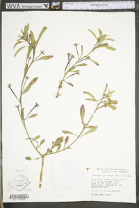 Ludwigia leptocarpa image