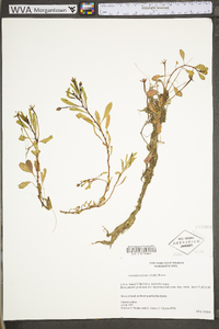 Ludwigia peploides subsp. glabrescens image