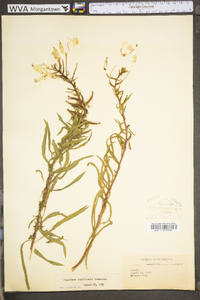 Oenothera argillicola image