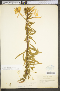 Oenothera argillicola image