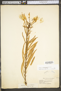 Oenothera argillicola image