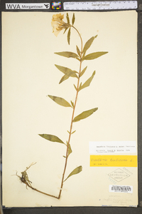 Oenothera fruticosa subsp. fruticosa image