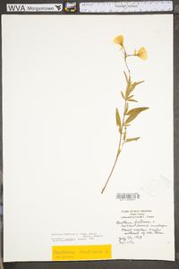 Oenothera fruticosa subsp. glauca image