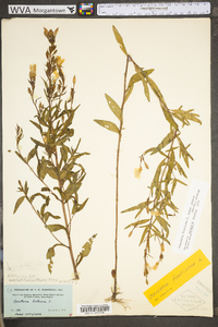 Oenothera fruticosa subsp. glauca image