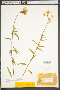 Oenothera fruticosa subsp. glauca image