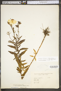 Oenothera fruticosa subsp. glauca image