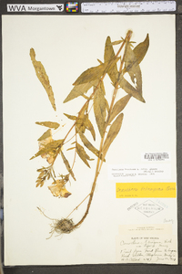 Oenothera fruticosa subsp. glauca image