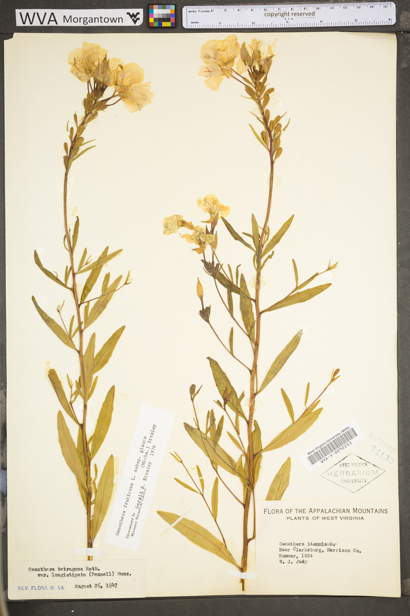 Oenothera fruticosa subsp. glauca image