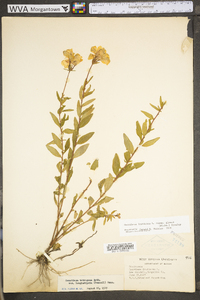 Oenothera fruticosa subsp. glauca image