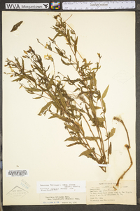 Oenothera fruticosa subsp. glauca image