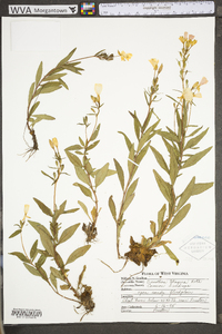 Oenothera fruticosa subsp. glauca image