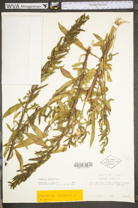 Oenothera parviflora image