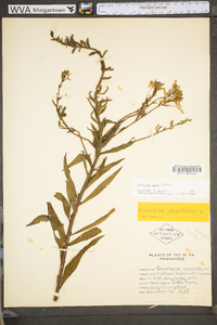 Oenothera parviflora image