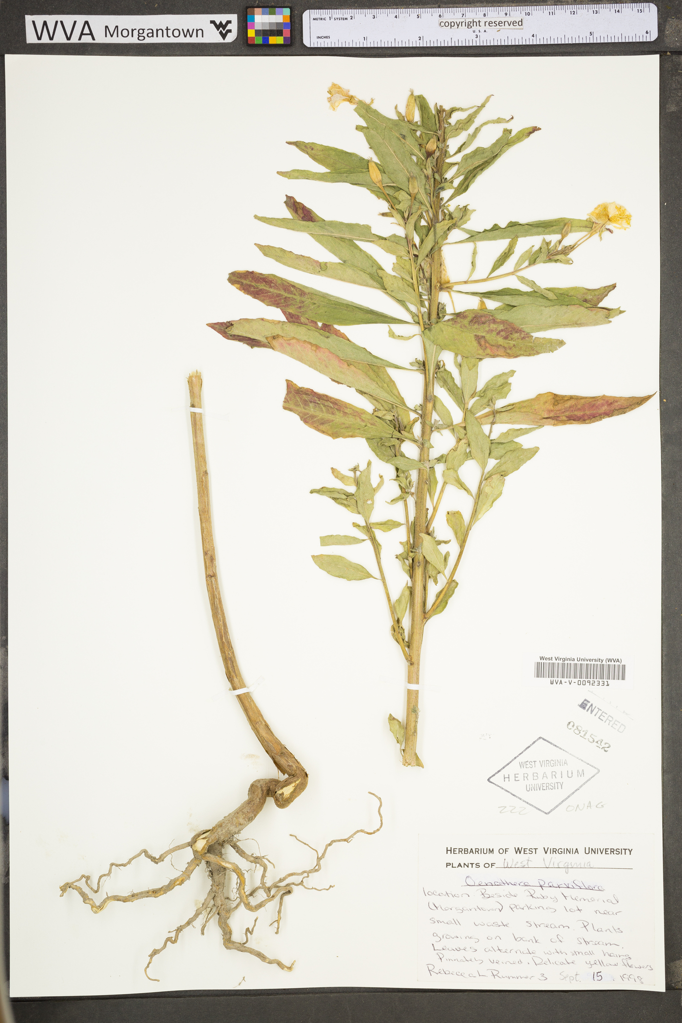 Oenothera parviflora image