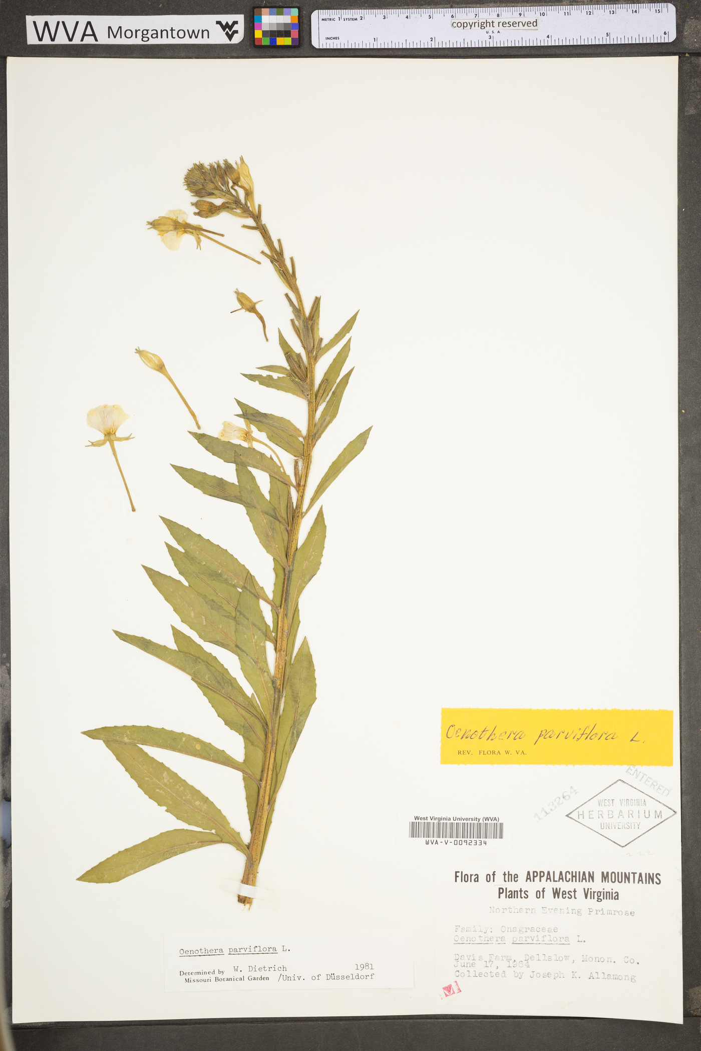 Oenothera parviflora image