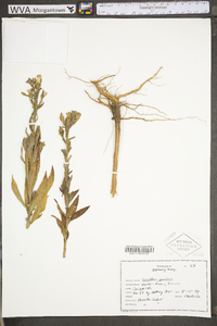 Oenothera parviflora image