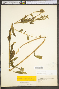 Oenothera parviflora image