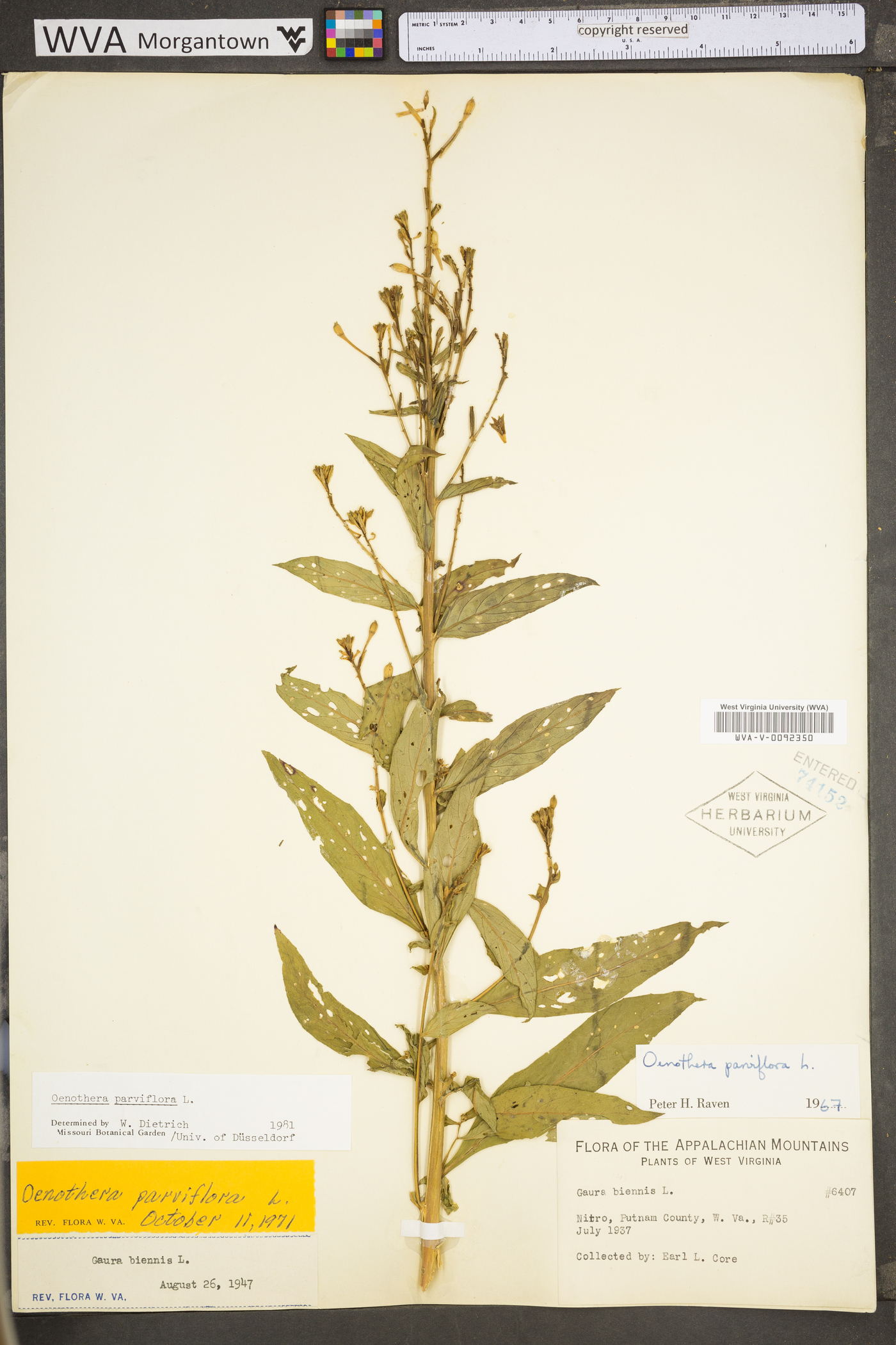 Oenothera parviflora image