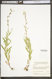 Oenothera perennis image