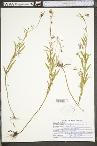 Oenothera perennis image