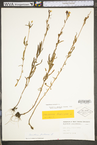 Oenothera perennis image