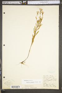 Oenothera perennis image