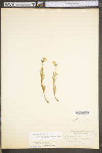 Oenothera perennis image