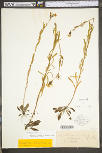 Oenothera perennis image