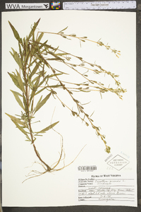 Oenothera perennis image