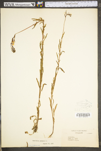 Oenothera perennis image